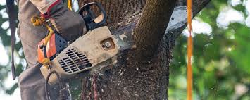 Best Tree Mulching  in Salem Lakes, WI