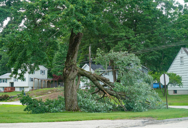 Best Tree Health Inspection  in Salem Lakes, WI
