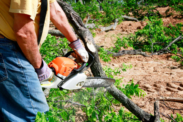 How Our Tree Care Process Works  in  Salem Lakes, WI
